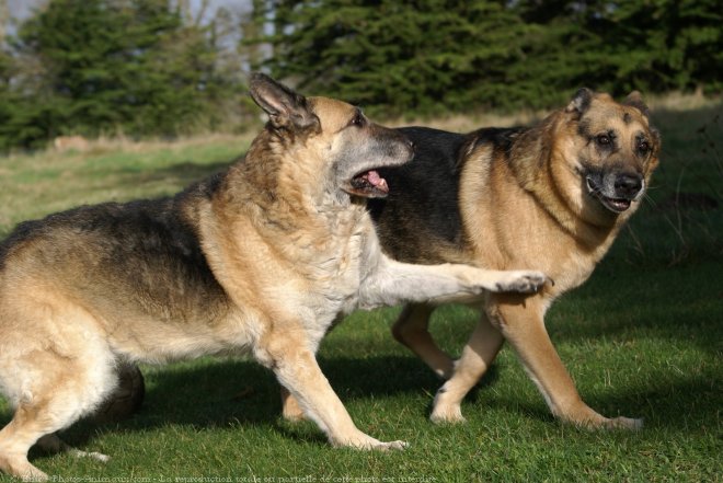 Photo de Berger allemand  poil court