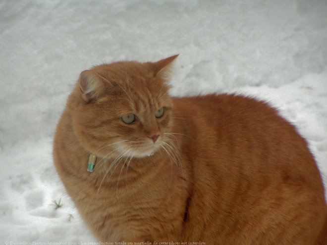 Photo de Chat domestique