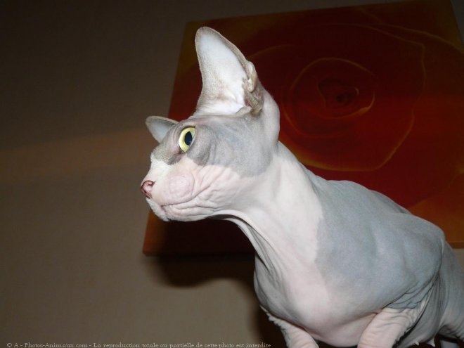 Photo de Sphynx