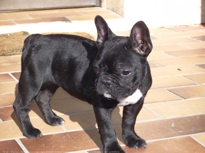 Photo de Bouledogue franais