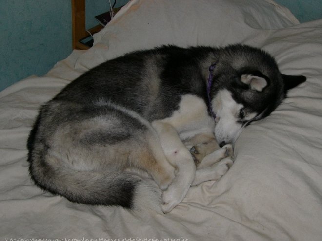 Photo de Husky siberien