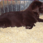 Photo de Labrador retriever