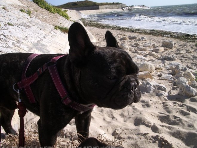 Photo de Bouledogue franais