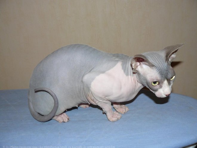 Photo de Sphynx