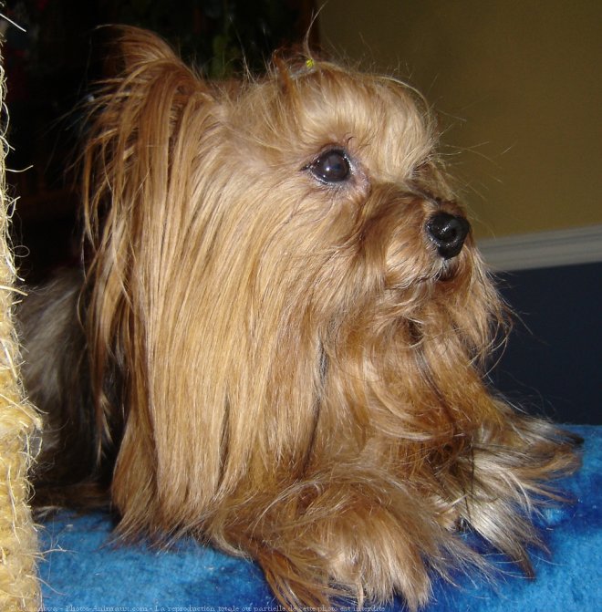 Photo de Yorkshire terrier