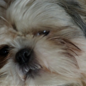 Photo de Shih tzu