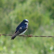 Photo de Hirondelle