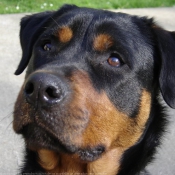 Photo de Rottweiler