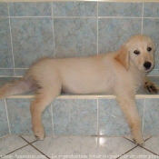 Photo de Golden retriever