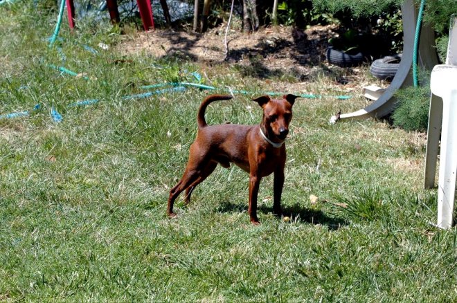 Photo de Pinscher nain