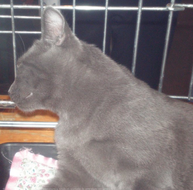 Photo de Chartreux