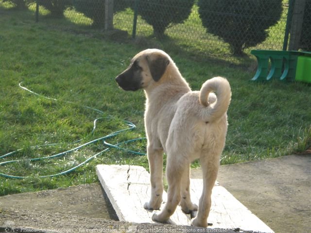 Photo de Chien de berger d'anatolie