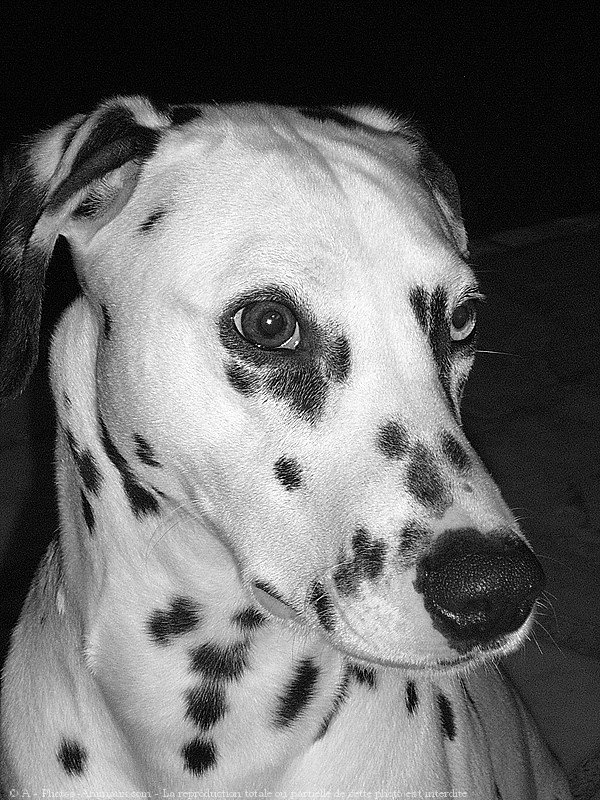 Photo de Dalmatien