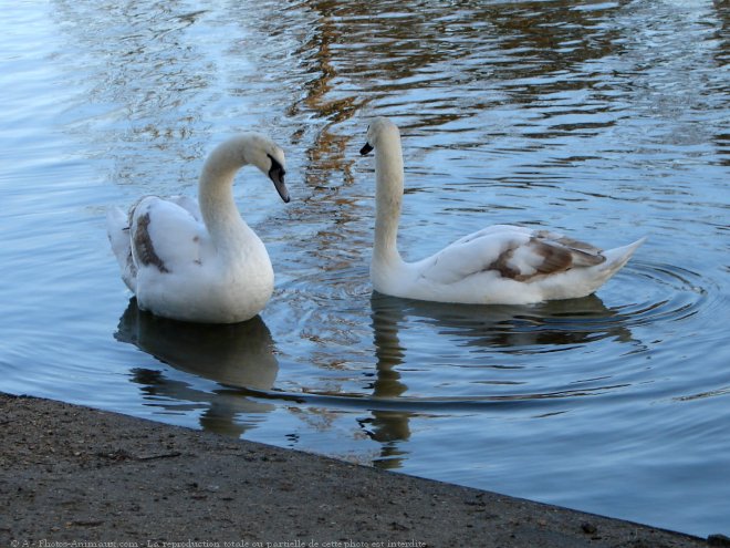 Photo de Cygne