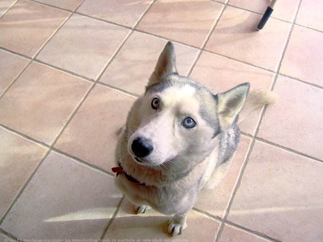 Photo de Husky siberien