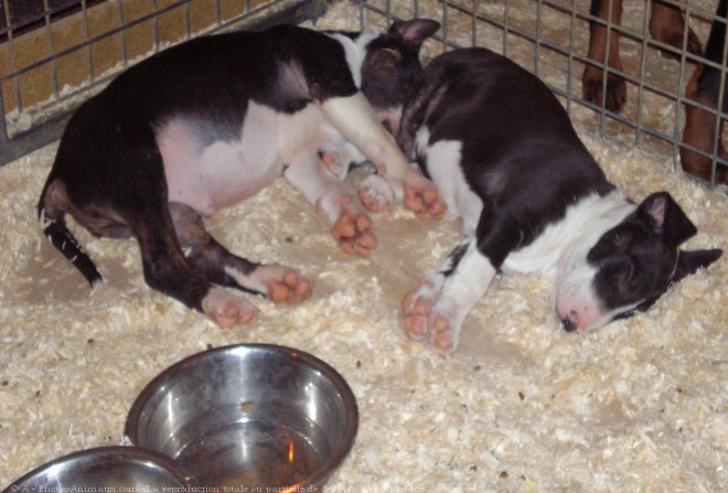 Photo de Bull terrier miniature