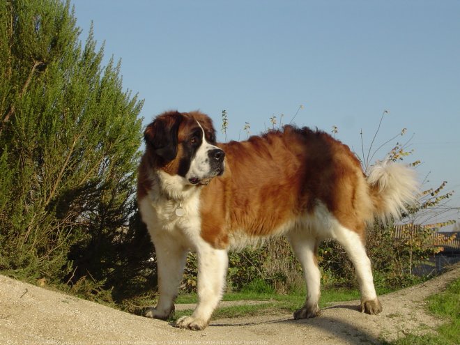 Photo de Saint-bernard poil long