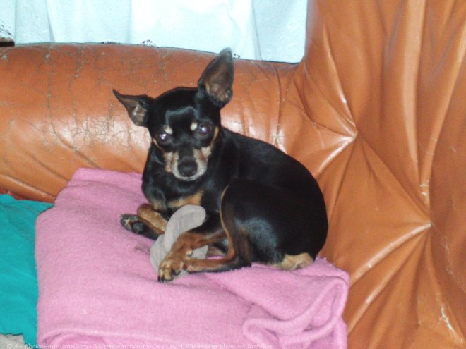 Photo de Pinscher nain