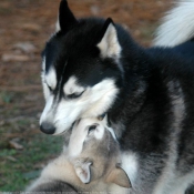 Photo de Husky siberien