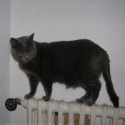 Photo de Chartreux