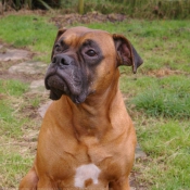 Photo de Boxer