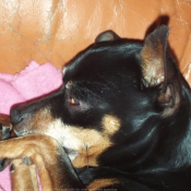 Photo de Pinscher nain