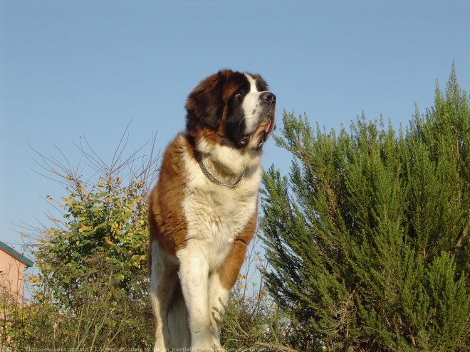 Photo de Saint-bernard poil long