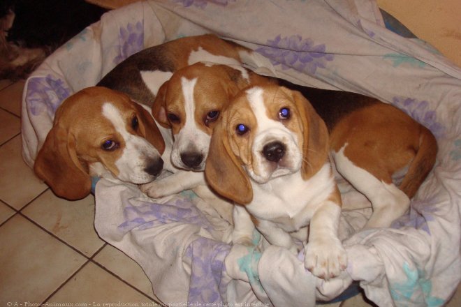 Photo de Beagle