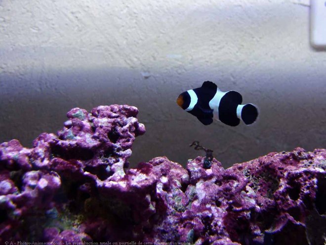 Photo de Poisson clown