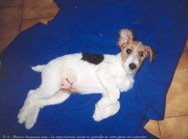 Photo de Fox terrier  poil dur