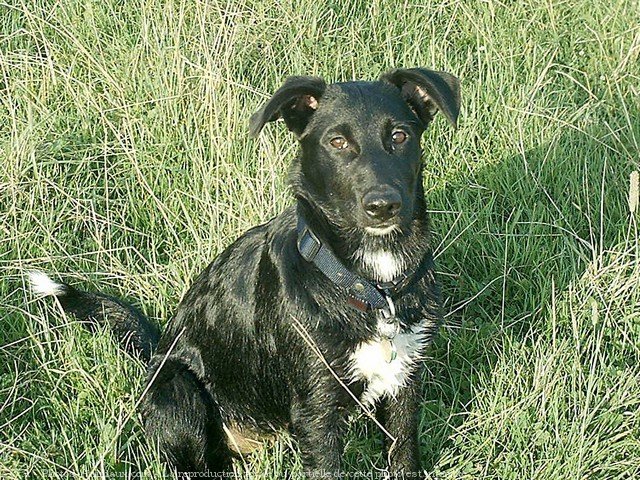 Photo de Border collie