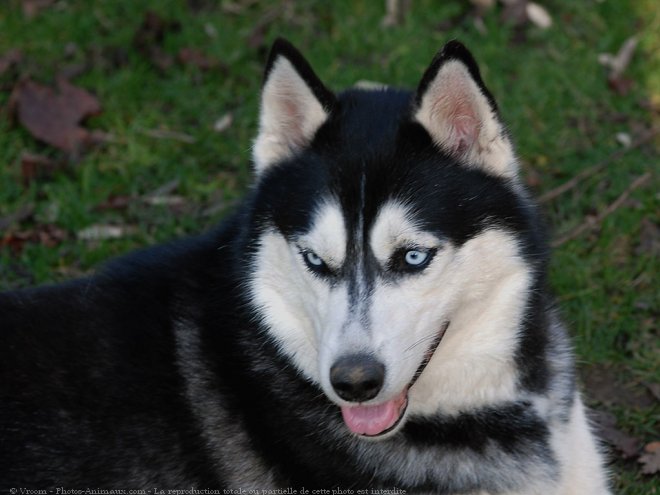 Photo de Husky siberien