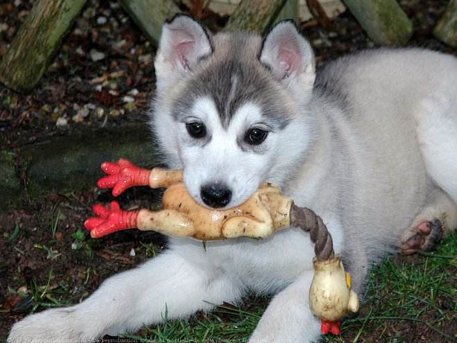 Photo de Husky siberien