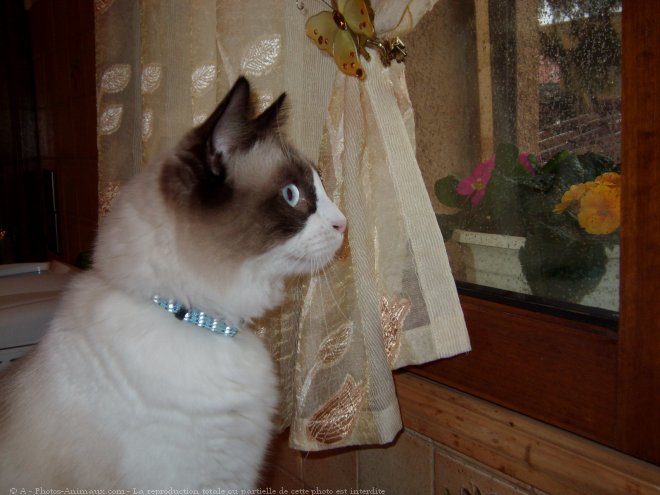 Photo de Ragdoll