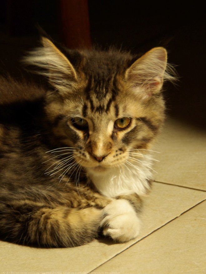 Photo de Maine coon