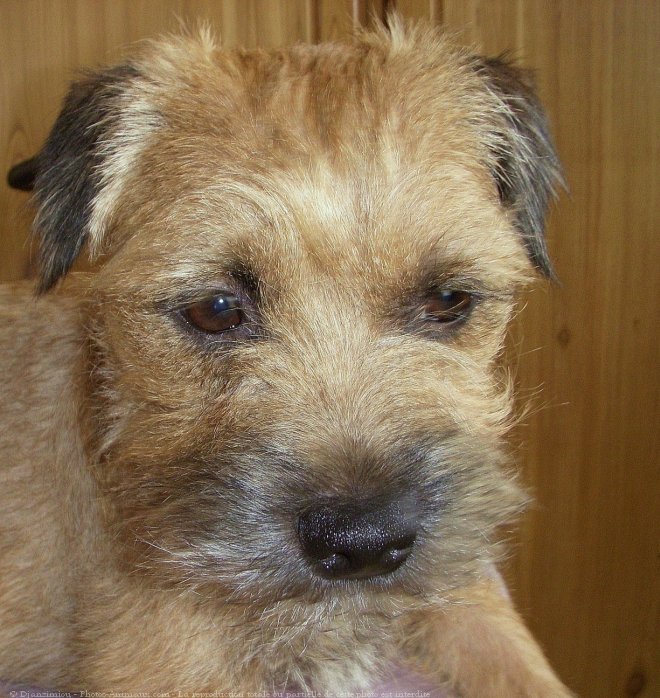 Photo de Border terrier