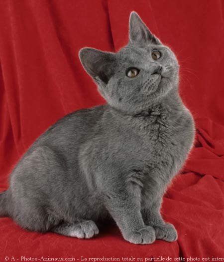 Photo de Chartreux