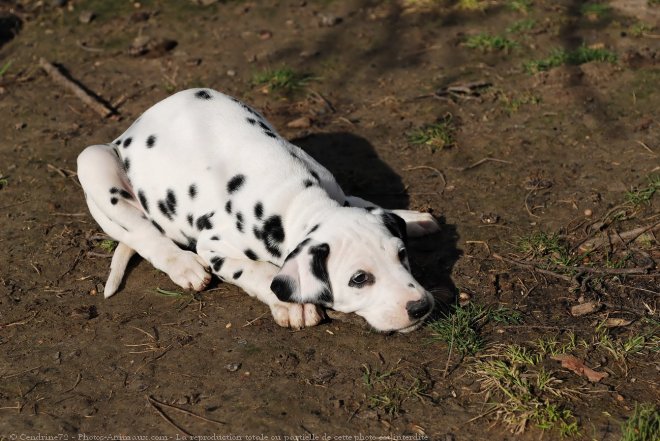 Photo de Dalmatien