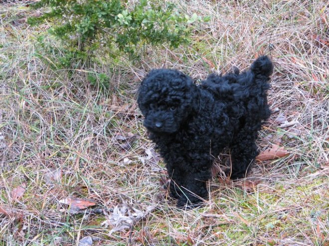 Photo de Caniche moyen