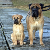 Photo de Bullmastiff