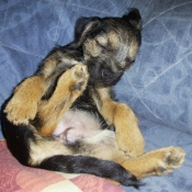 Photo de Border terrier