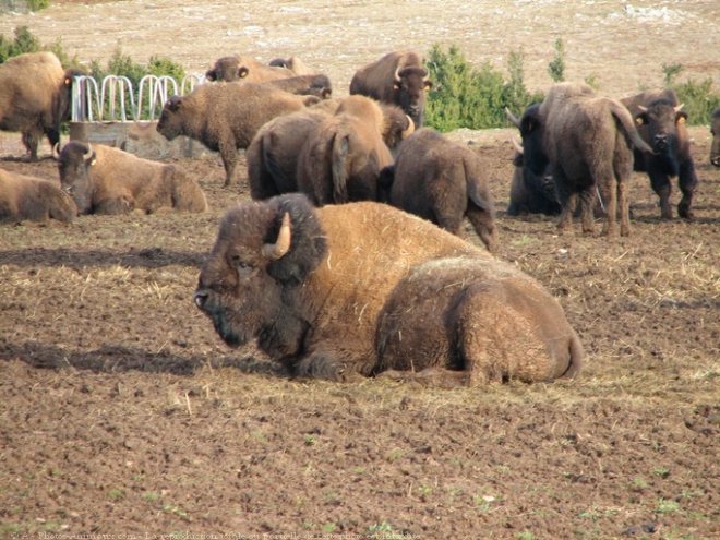 Photo de Bison