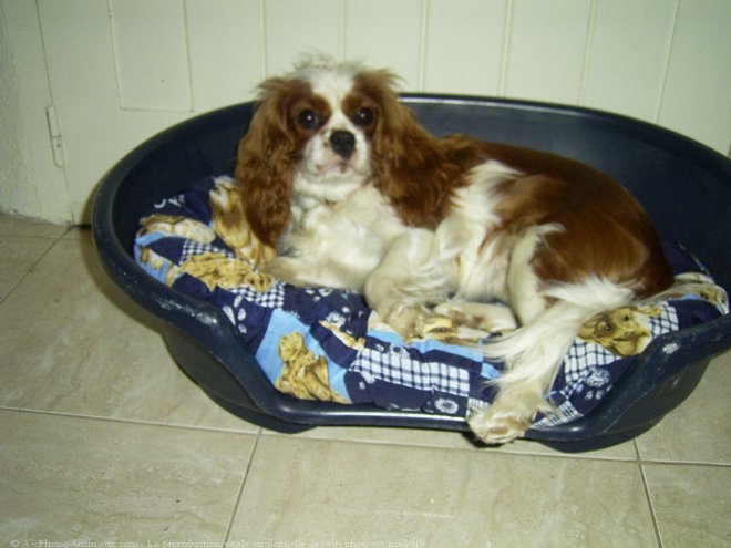 Photo de Cavalier king charles spaniel