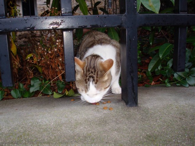 Photo de Chat domestique