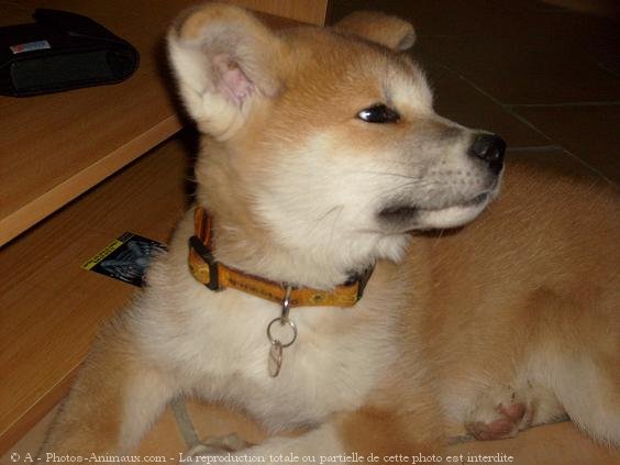 Photo d'Akita inu