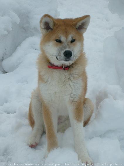 Photo d'Akita inu