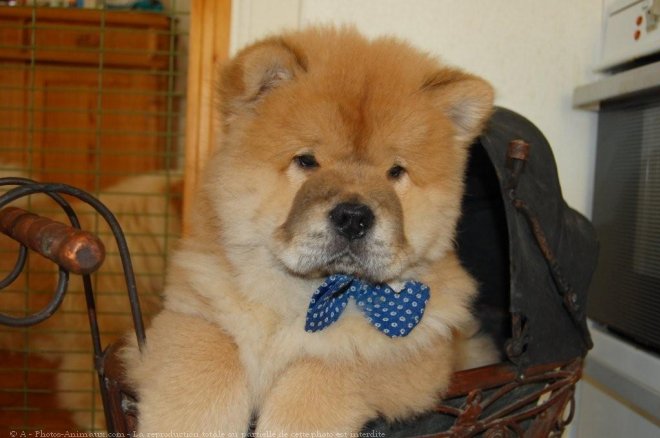 Photo de Chow chow