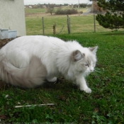 Photo de Ragdoll