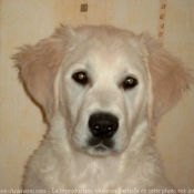 Photo de Golden retriever