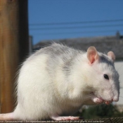 Photo de Rat